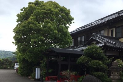 新緑の季節が訪れています。