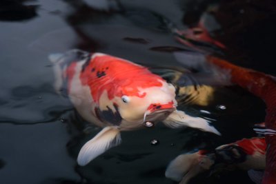 池の鯉の餌やり