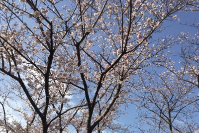 桜が咲き始めました。